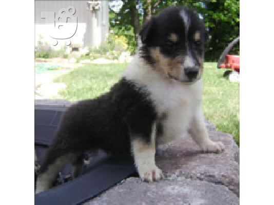 PoulaTo: Collie kiskutyà¡k Κόλι